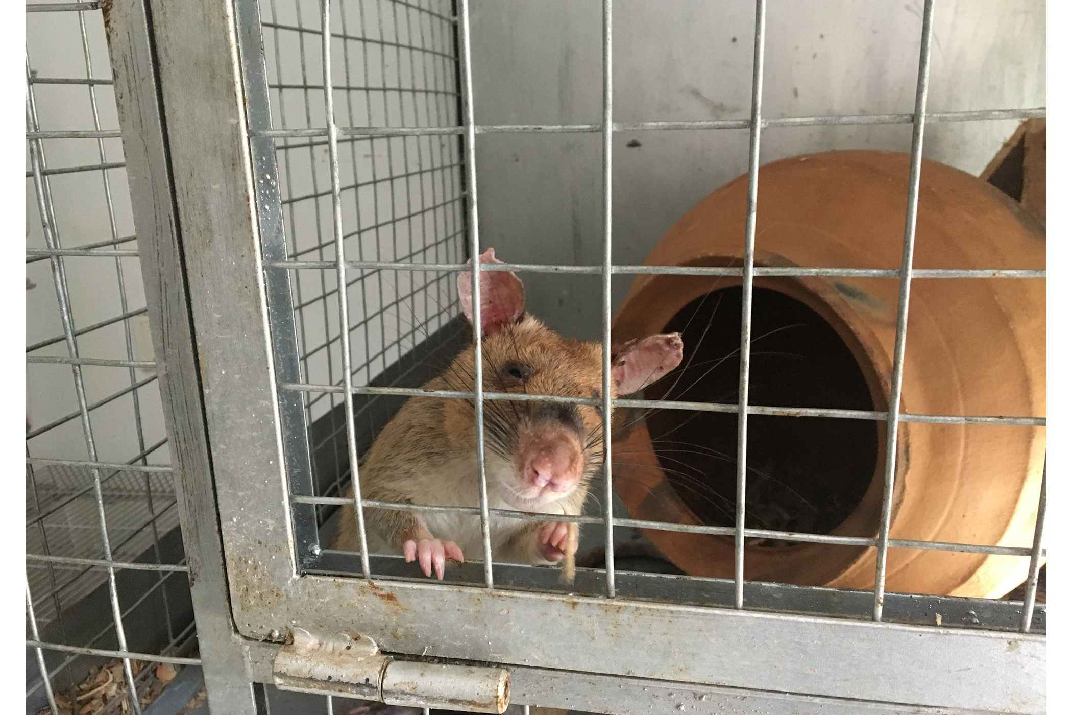 Rat looking out of a cage